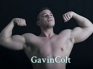 GavinColt