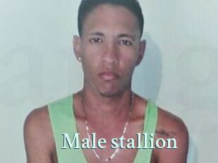 Male_stallion