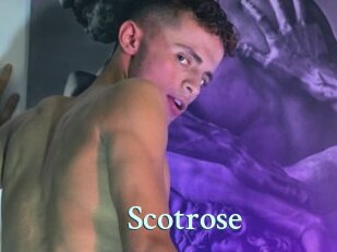 Scotrose