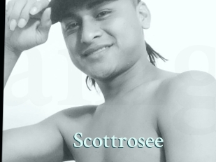 Scottrosee